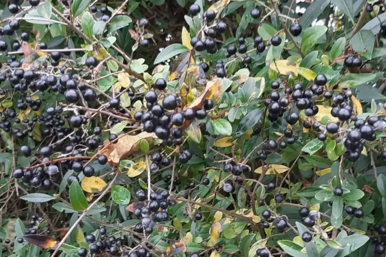 Liguster, das verkannte Gehlz - Im Garten - DIE RHEINPFALZ