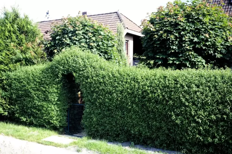 Liguster, das verkannte Gehlz - Im Garten - DIE RHEINPFALZ