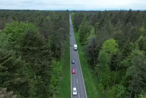Die K15 führt durch den Bienwald. 
