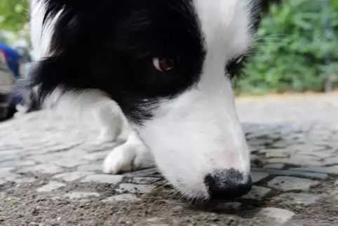 Zum Schutz vor Giftködern kann man Hunde trainieren, nichts zu fressen, was draußen rumliegt.