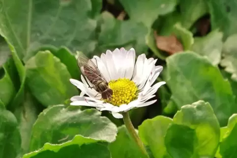 Die Schwebfliege zeigt sich auch im Winter. Hier nascht sie am Gänseblümchen.