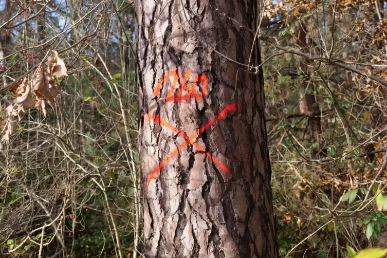 Die zu f&auml;llenden B&auml;ume werden markiert. 