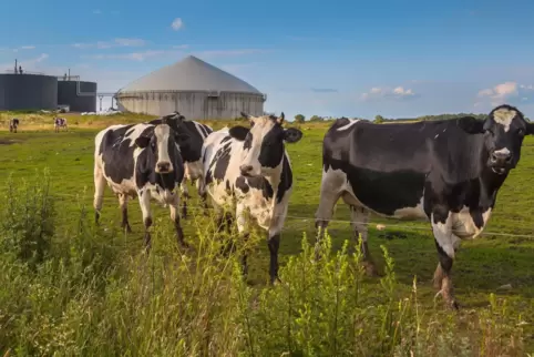 Auch Gülle gehört zu Biomasse, die zum Energiegewinnen gestärkt werden soll.