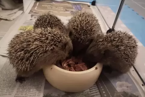 Die Stachelmänner lassen es sich auf alten RHEINPFALZ-Ausgaben gebettet schmecken. 