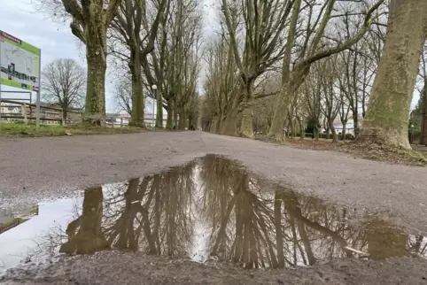 In der Mitte des Weges soll eine weiße Markierung die Rad- (links) und die Gehweghälfte der Gestütsallee voneinander abgrenzen. In der Mitte des Weges soll eine weiße Markierung die Rad- (links) und die Gehweghälfte der Gestütsallee voneinander abgrenzen.