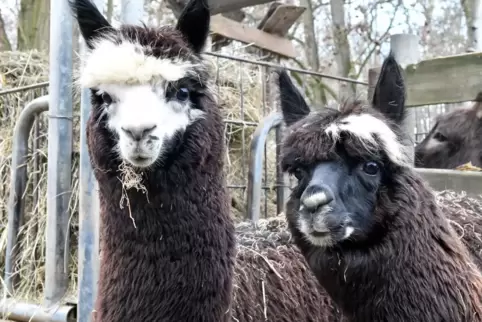 Neueste Attraktion im Wildpark Rheingönheim: Alpakas.