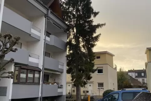Zu nah am Haus: Fichte soll fallen. 
