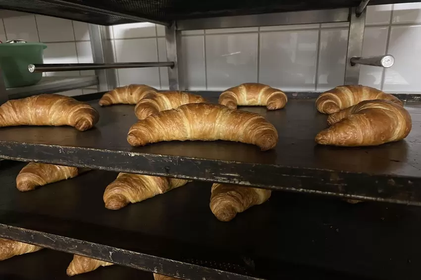 Frische Croissants auf dem Backblech.