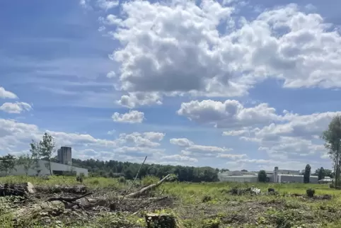 Bild vom Juni dieses Jahres von der Rodung für das künftige Gewerbegebiet an der Pappelallee in Schaidt. 