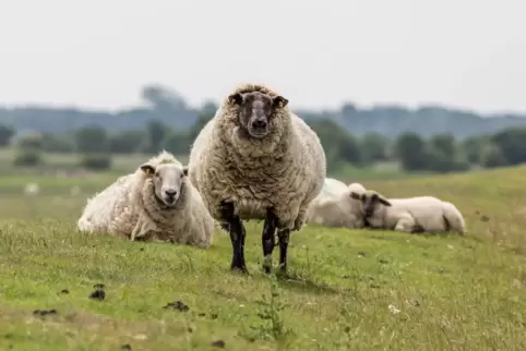Mit einem Bolzenschussgerät sollen Unbekannte versucht haben, ein Schaf zu töten. 