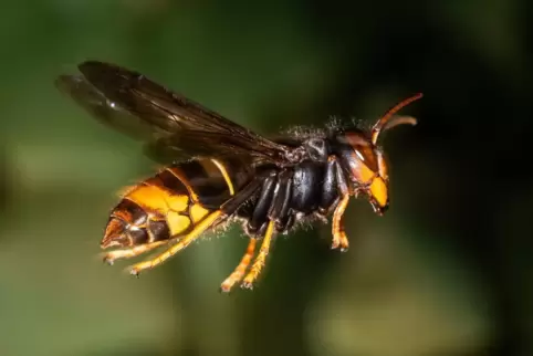 Bedroht heimische Insekten: die Asiatische Hornisse.