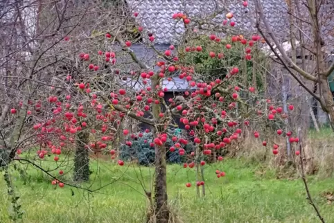 Der Apfelbaum in der Nähe der Wachenheimer Stadtmauer trägt immer noch Früchte.