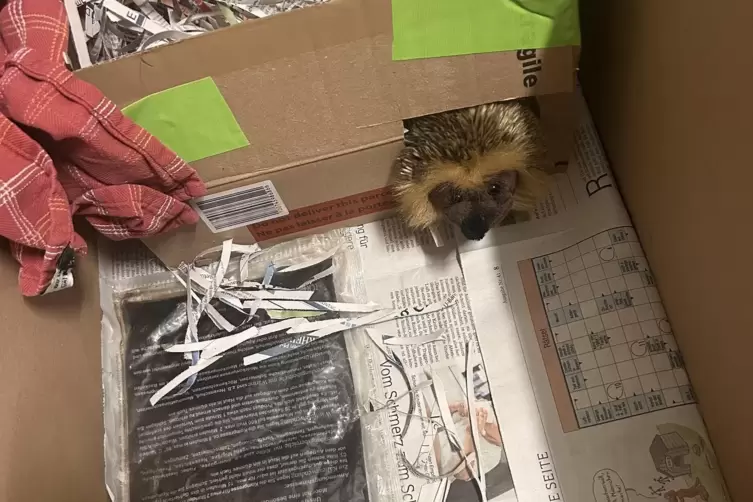 So sollte eine Igel- Notfallkiste aussehen. 