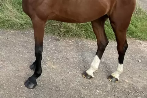 In Fußgönheim hat ein Hund ein Pferd angefallen und verletzt.