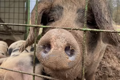 Schweinehalter sorgen sich wegen der Afrikanischen Schweinepest. 