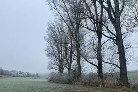 Der Winter hat die Natur im Griff: Raureif liegt auf den Feldern zwischen Mehlbach und Katzweiler. 