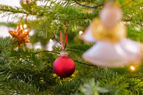 Noch stehen die Christbäume eine ganze Weile.