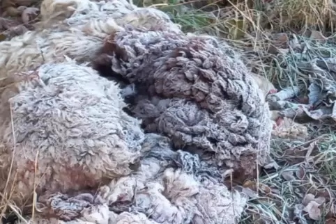 Spaziergänger machten eine grausige Entdeckung. 