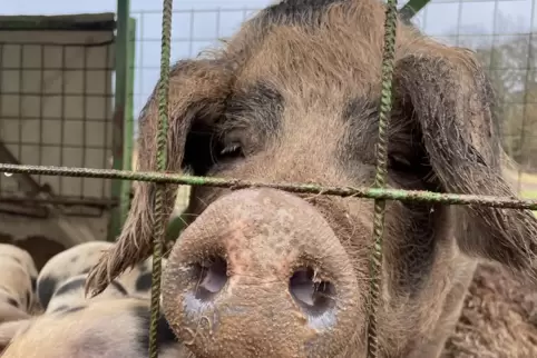 Schweinehalter sorgen sich wegen der Afrikanischen Schweinepest. 