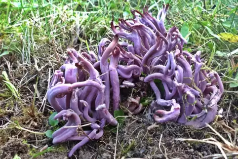 Als der Hochspeyerer Pilzexperte Wolfgang Peltz zum ersten und einzigen Mal eine Amethystfarbene Wiesenkoralle sichtet, ist der 