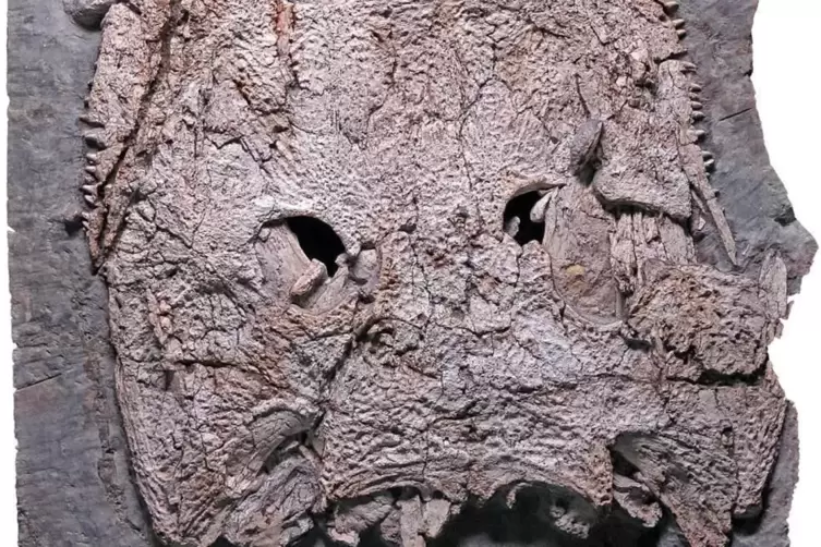 Das Fossil des Stenokranio boldi. Das Urtier war eines der gr&ouml;&szlig;ten Raubtiere seiner Zeit im heutigen Europa.