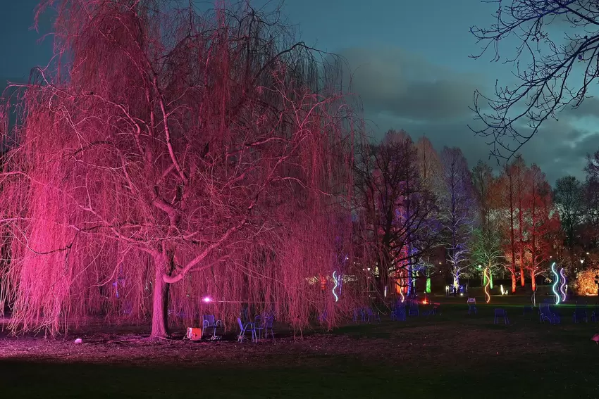 Die Bäume werden durch Licht in Szene gesetzt.