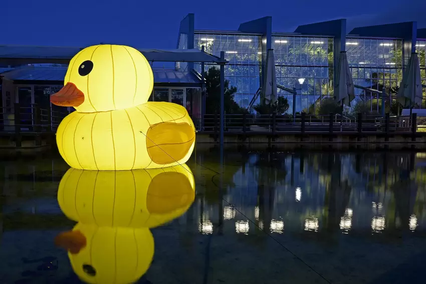 Ente gut: Vor dem Pflanzenschauhaus schwimmt ein Entchen.