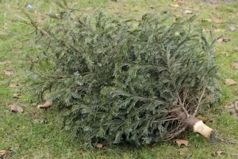 Liegt am Straßenrand: ein Weihnachtsbaum. Mitglieder von Vereinen und Organisationen sammeln die ausgedienten Tannen an den komm