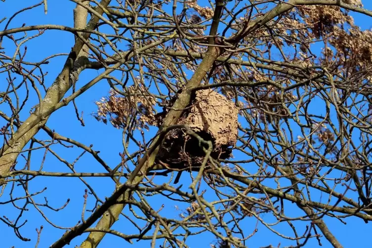 Wer ein Nest entdeckt, muss das den Beh&ouml;rden melden.