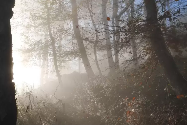 Das Licht im Wald zum Donnersberg wirkt mystisch. 