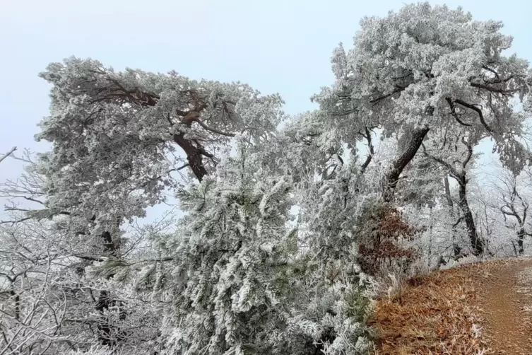 Auch auf dem Falkensteiner Wanderweg hinterlie&szlig; der Frost seine Spuren und wurde von Gudrun Stilgenbauer bewundert. 