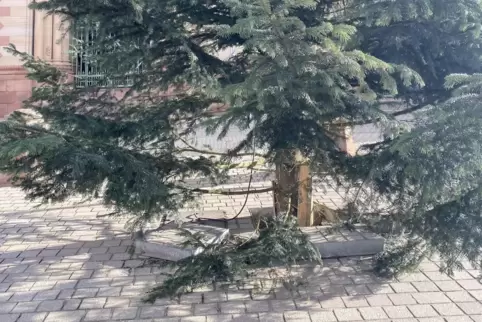 Wieder standsicher: Fuß des Weihnachtsbaums am Dom. 