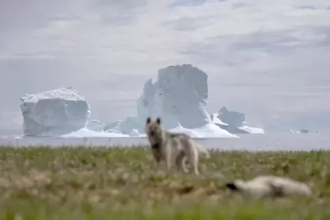Viel Natur, wenig Menschen: Dennoch weckt Grönland Begehrlichkeiten bei Donald Trump. 