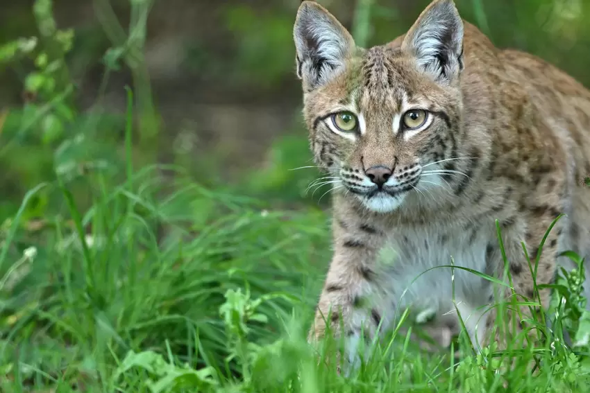 U: Luchs