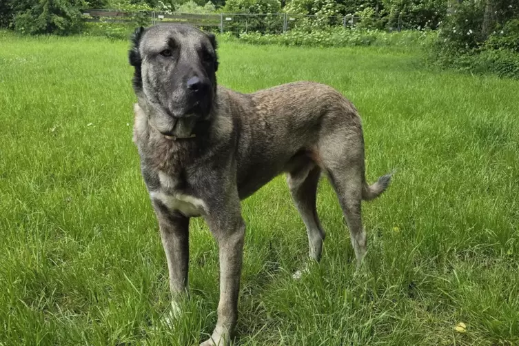 Argo hei&szlig;t er: Der Kangal von Frage 21. 