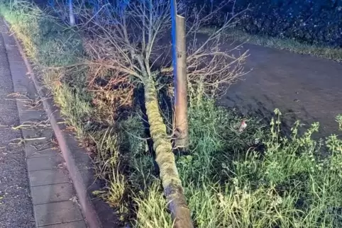 Zerstört: Bäume in der Tullastraße.