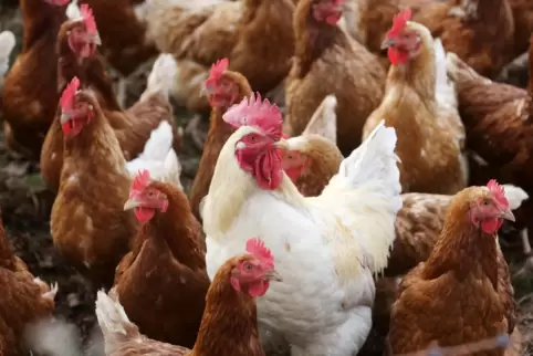 Stecken sich Nutzvögel wie Hühner mit dem H5N1-Virus an, verenden die Tiere in der Regel.