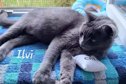 Der Verein Tiernotinsel kümmert sich auch um ausgesetzte Katzen.