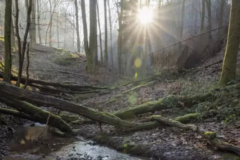 87,5 Prozent der Bäume in den rheinland-pfälzischen Wäldern zeigen Schadmerkmale. Im Bild die Elendsklamm bei Bruchmühlbach im P