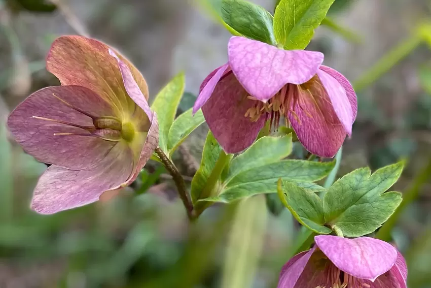 Eleganter Dauerblüher: Die Lenzrose siedelt sich gerne an geschützten Mauern an.