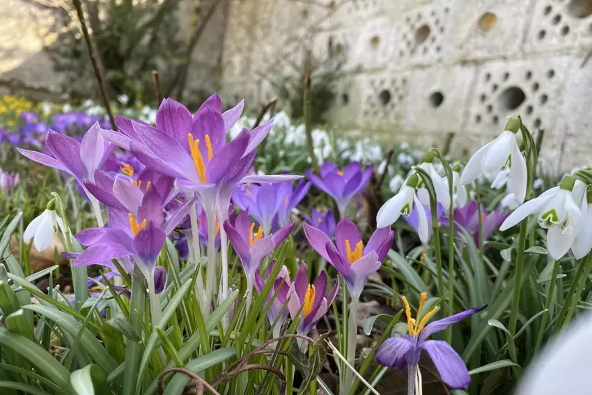 Elfenkrokusse verwandeln den Garten im Februar in einen lilafarbenen Traum. Noch früher zeigen sich die Märzenbecher, die leicht