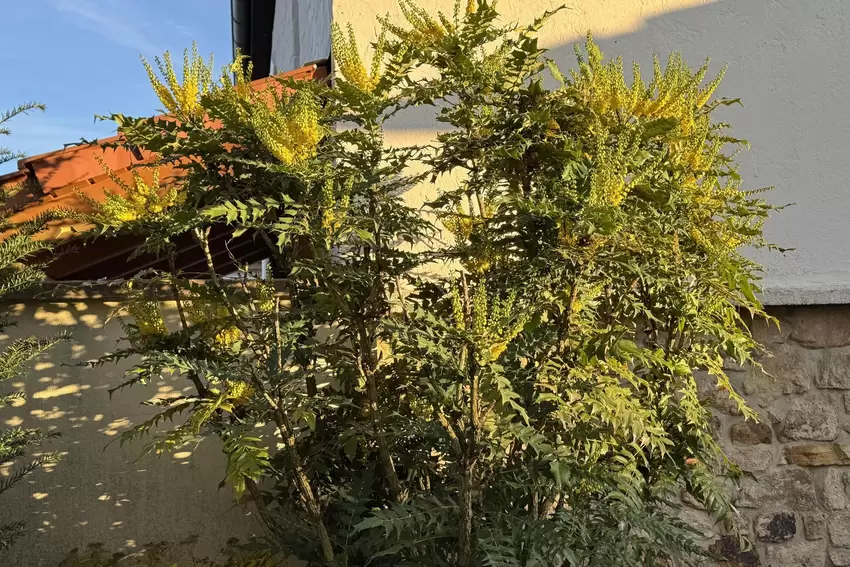 Winterhartes Ziergehölz: Die Mahonie blüht im Herbst, wenn andere Stauden und Sträucher schon abgeblüht sind.