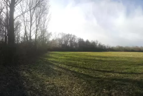 Das Pappelwäldchen (links) bleibt bestehen, umstritten ist die angestrebte Rodung des zum Wald gewachsenen Gehölzstreifens daneb