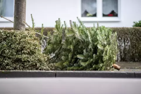 Mit dem Abholen von alten Weihnachtsbäumen hat die CDU Bellheim 1600 Euro an Spenden gesammelt. 