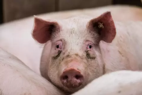 Für Schweinezuchtbetriebe gelten schon seit einigen Monaten Vorsichtsmaßnahmen wegen der Afrikanischen Schweinepest. 