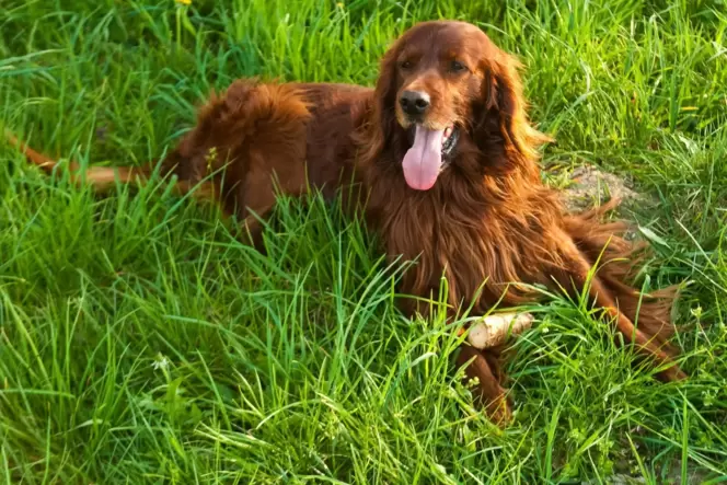 Gerne draußen: Hunde sind dankbar für Auslauf in der Natur. Gerne draußen: Hunde sind dankbar für Auslauf in der Natur.