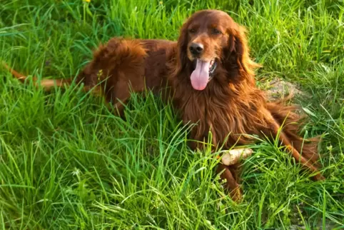 Gerne draußen: Hunde sind dankbar für Auslauf in der Natur. Gerne draußen: Hunde sind dankbar für Auslauf in der Natur.