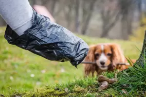 Hundekotbeutel: Die entsprechenden Spender gehören zur Ausstattung von Freilaufflächen. 