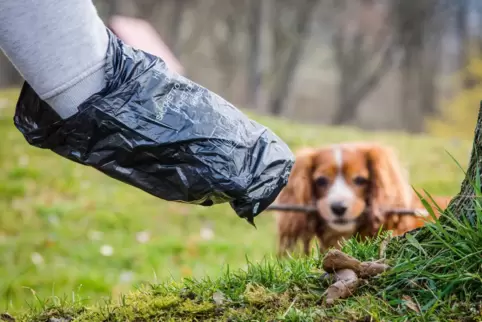 Hundekotbeutel: Die entsprechenden Spender gehören zur Ausstattung von Freilaufflächen. Hundekotbeutel: Die entsprechenden Spender gehören zur Ausstattung von Freilaufflächen.