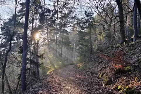 Wo sich der Nebel auflöst, dringen Sonnenstrahlen durch die Bäume.